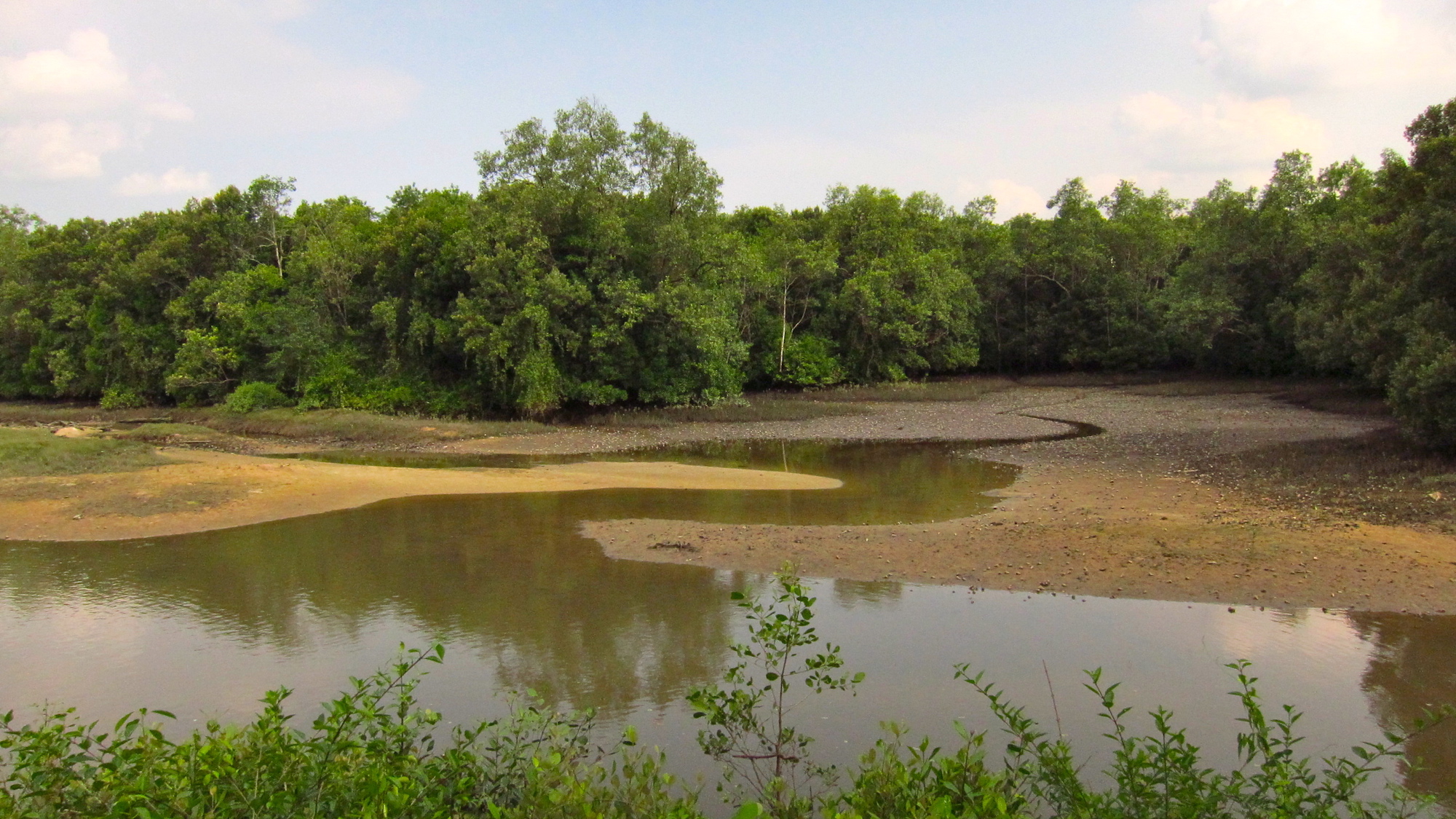 Dataran lumpur yang terbuka saat air surut di Sungei Bulah Wetland Reserve menyajikan hidangan prasmanan untuk burung.  Foto oleh Qingwu Zhou melalui Wikimedia Commons (CC BY-SA 3.0).