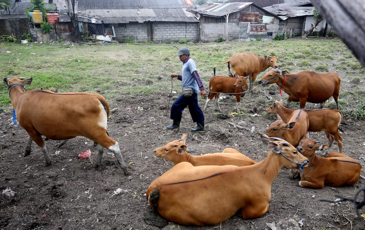 Seorang pria menuntun seekor sapi di atas tali, melewati sapi-sapi lain di ladang.