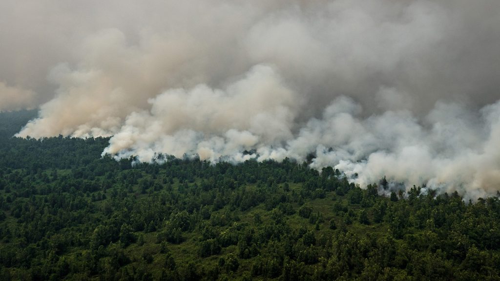 Terlepas dari keberhasilan di Indonesia, kami tidak bisa bersikap waspada dalam memerangi deforestasi
