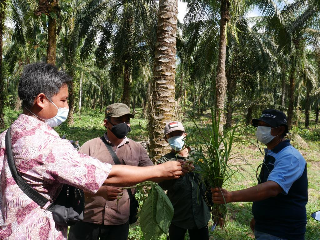 Collaboration is key to scaling up training for oil palm smallholders in Indonesia