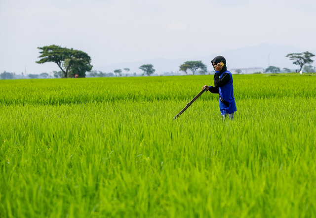 Merangsang pemulihan di Indonesia untuk industri pertanian pangan yang kuat
