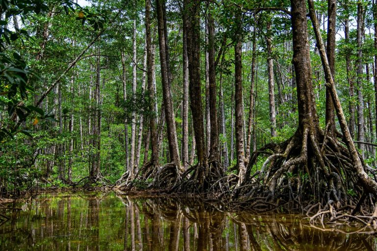 Memulihkan mangrove dengan benar memiliki manfaat ekonomi dan lingkungan yang nyata