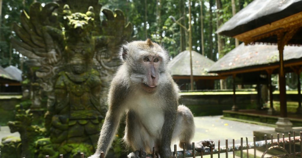 Apakah sudah waktunya untuk memikirkan kembali hutan monyet Bali?  |  berita pandemi virus corona