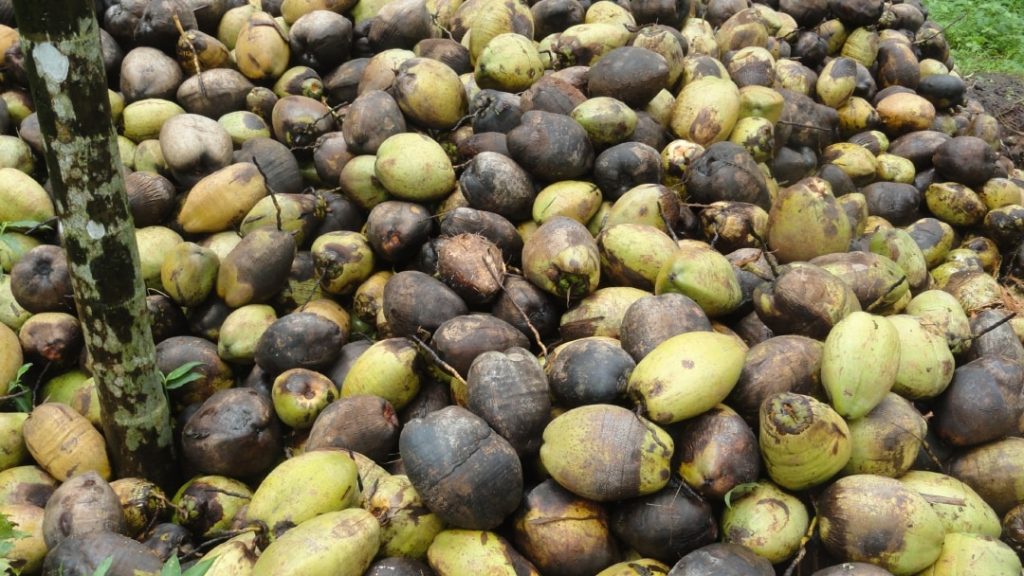 Hari Kelapa Sedunia: Produk-produk bernilai tambah yang tidak terdiversifikasi menempatkan ekonomi kelapa ke dalam resesi |  Hari Kelapa Sedunia |  Hari Kelapa Sedunia 2021