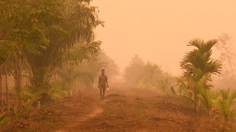 Indonesia mengakhiri kesepakatan perlindungan hutan dengan Norwegia, meningkatkan kekhawatiran akan deforestasi