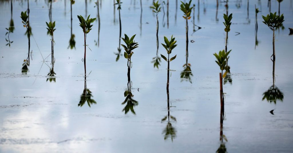 Indonesia sedang menyiapkan daftar untuk membantu mendanai restorasi hutan bakau