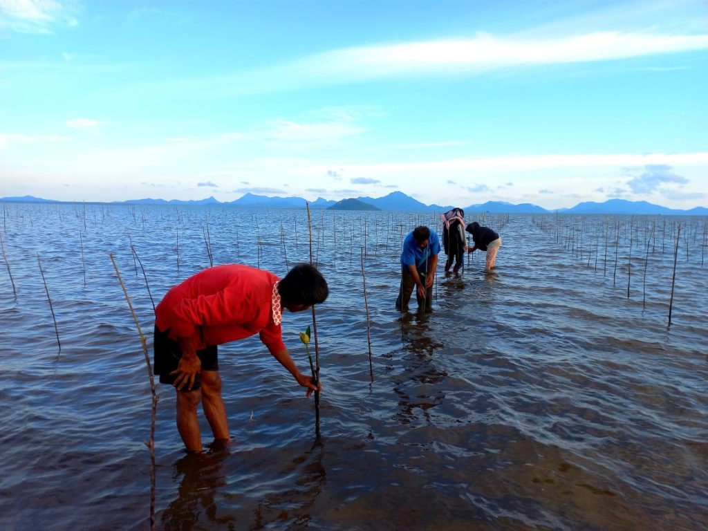 Indonesia prepares regulation to help fund mangrove restoration