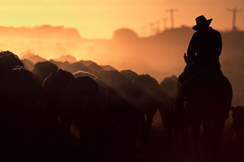 Seorang petani di atas kuda, dinaungi matahari yang rendah, menggembalakan ternaknya.