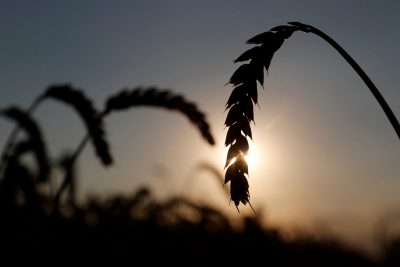 Telinga gandum di ladang dekat desa Hrybiny di wilayah Kyiv, Ukraina, 17 Juli 2020 (Foto: REUTERS/Valentin Ogirenko).