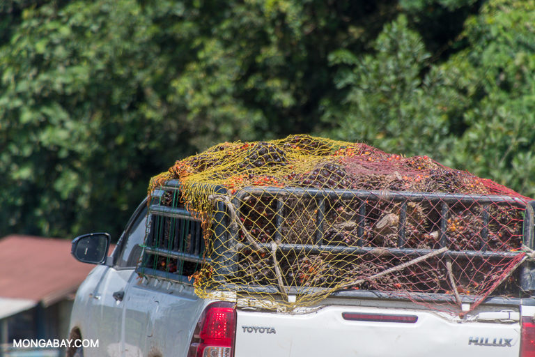 Tandan buah kelapa sawit di truk untuk diangkut ke pasar.  Sumber gambar: John C. Cannon / Mongabay.