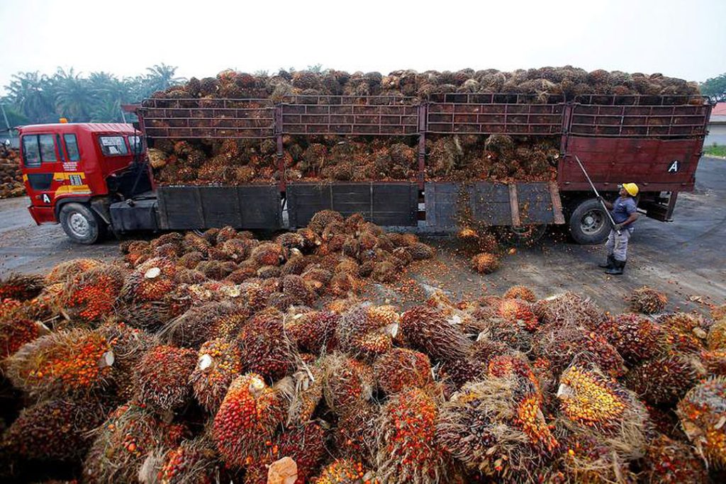 Bagaimana goyahnya kebijakan ekspor minyak sawit Indonesia