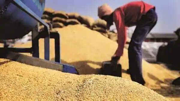 The government has banned new wheat export contracts by the private sector, leaving it open for the government to still export wheat through the government-to-government channel. Photo: Mint