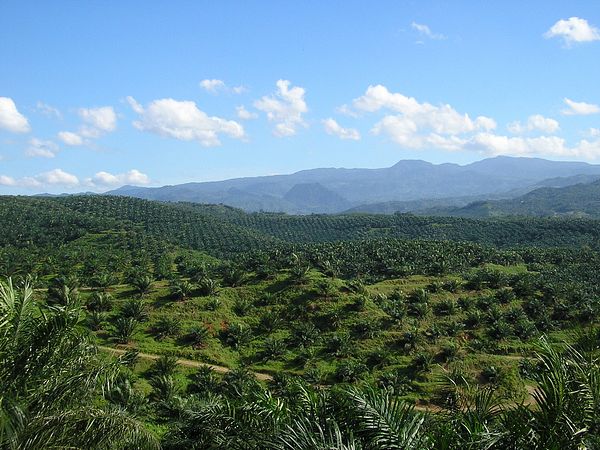 Why Indonesia Banned Palm Oil Exports