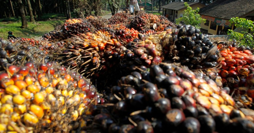 Sandal minyak sawit Indonesia memberi Malaysia keunggulan di India |  makanan