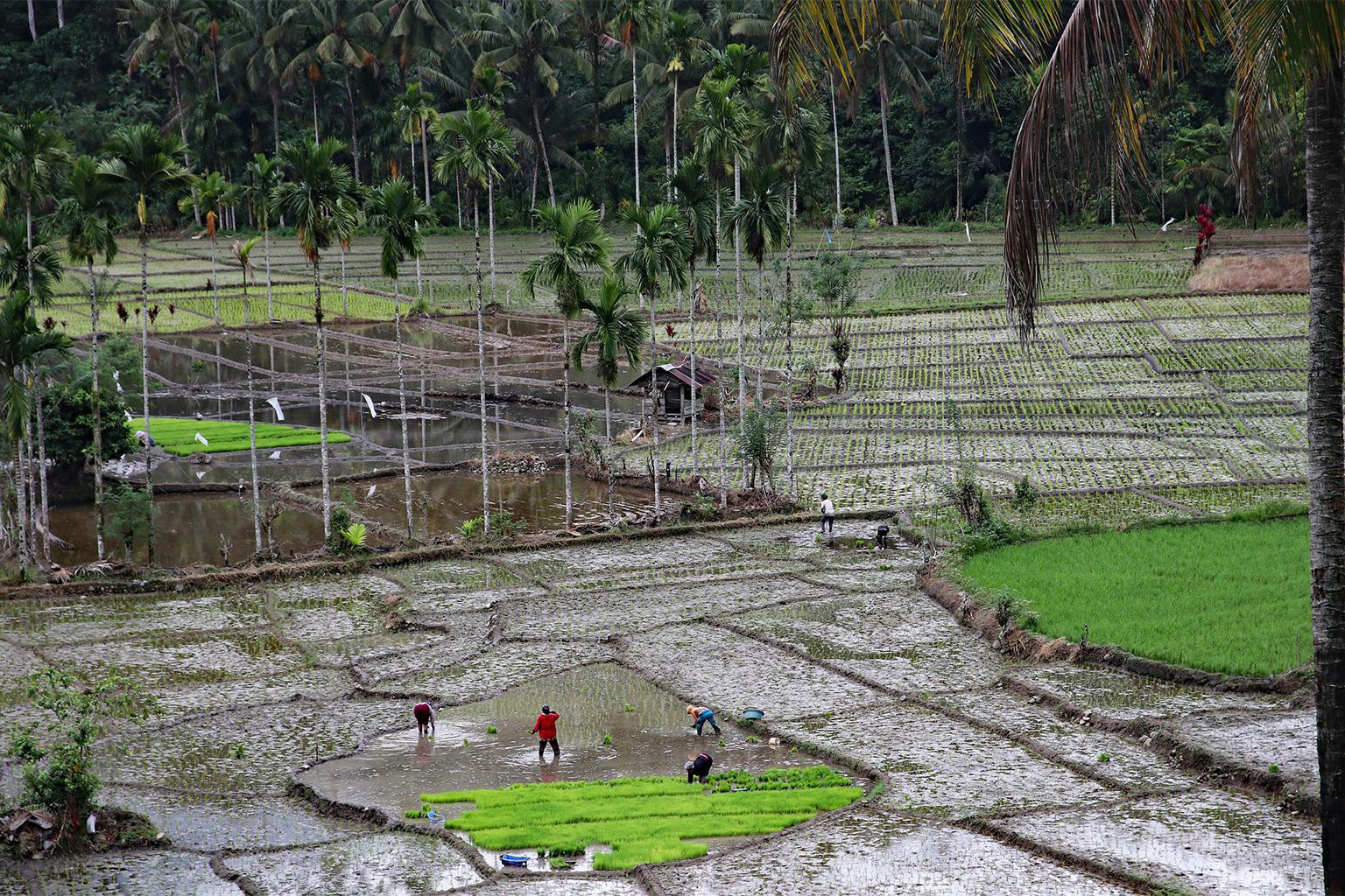 petani di indonesia