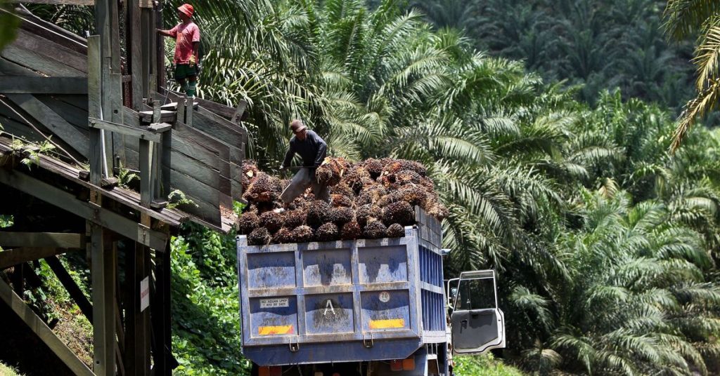 Mesir menuju Malaysia dan Indonesia untuk mendapatkan minyak nabati di tengah larangan ekspor makanan