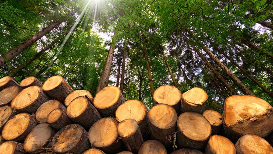Peluang bagi investor asing dalam industri kayu di Vietnam