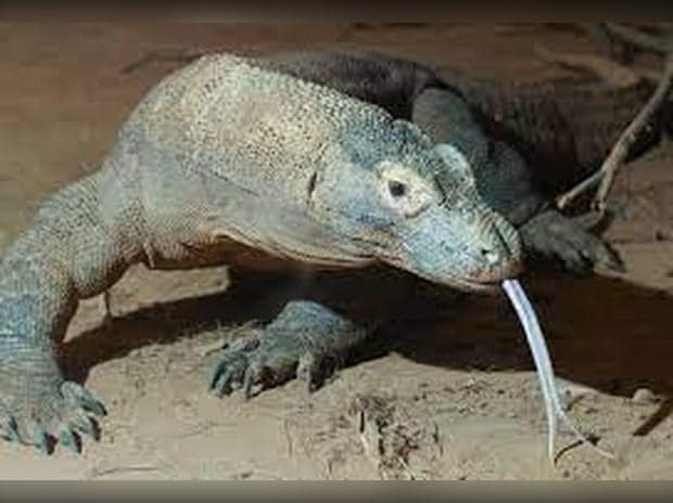 Komodo Dragon (Photo: Wikipedia)