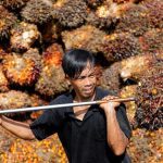 Indonesia berencana memperpanjang pajak ekspor kelapa sawit hingga akhir tahun