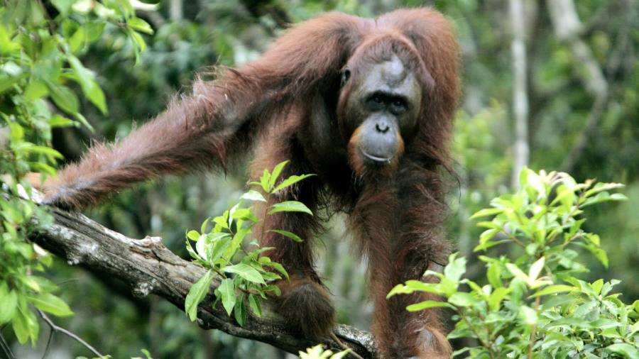 LSM Indonesia telah meluncurkan tindakan hukum karena perselisihan tentang jumlah orangutan meningkat